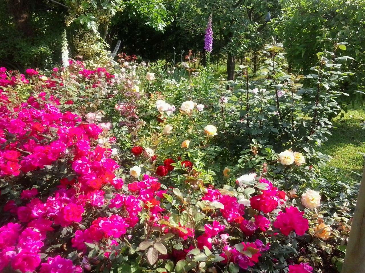 Green Rose Cesiomaggiore Экстерьер фото